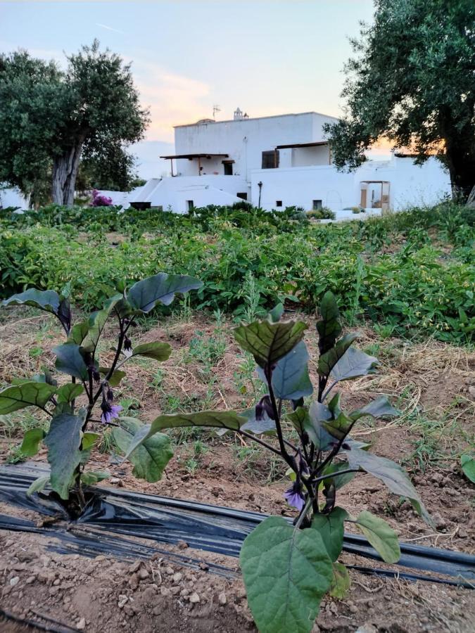 Masseria Piccole Taverne Rosa Marina Kültér fotó